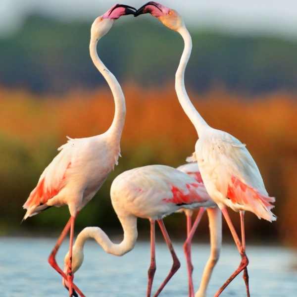 Saline di Cervia